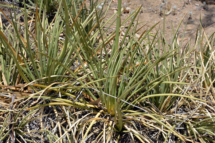 Schott's Century Plant or Shindagger is relatively rare in the United States where it is found in southern Arizona and southwest New Mexico. Agave schottii